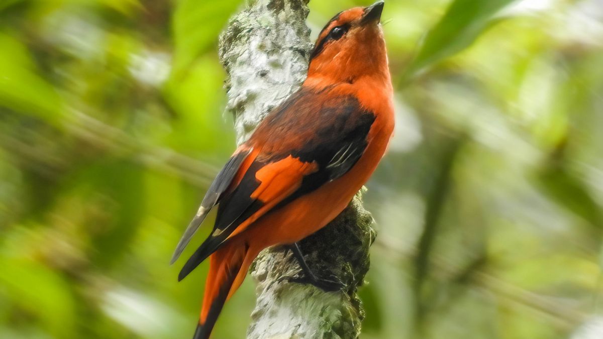 Burung sepah gunung. [Burung Indonesia]