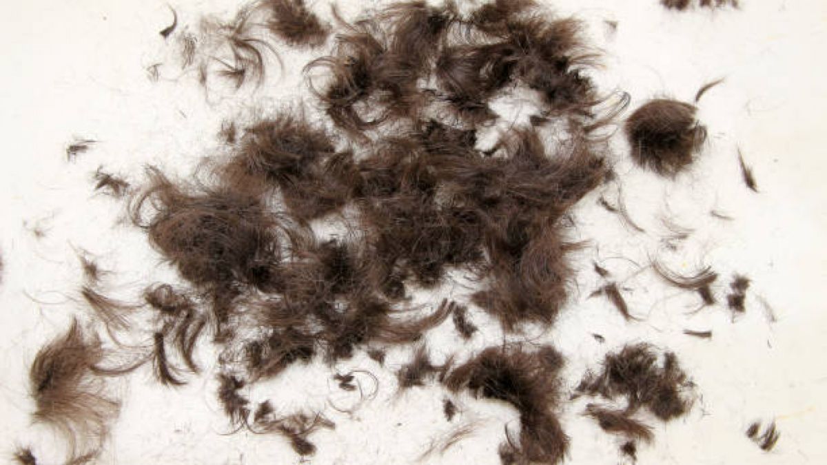 Limbah rambut manusia. [iStock]