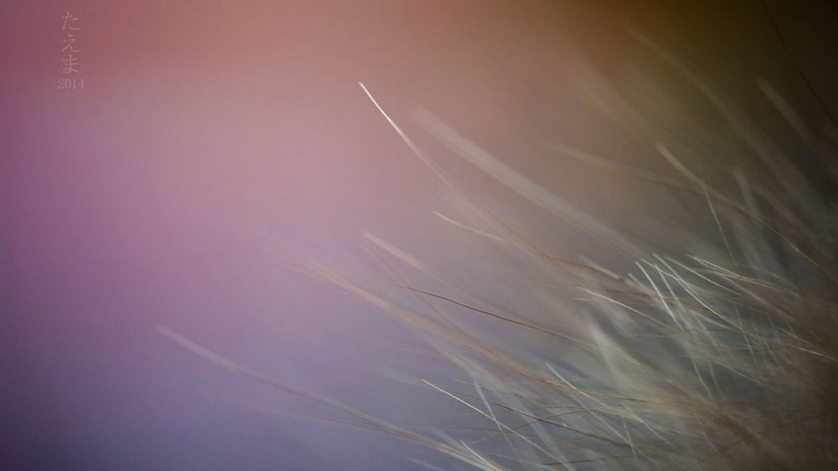 Ilustrasi uban pada rambut. [Taema/Flickr]