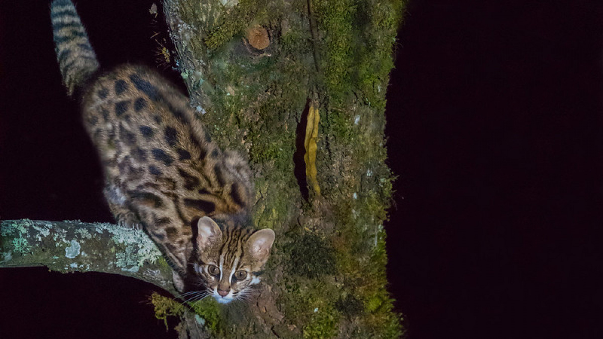 Kucing kuwuk. [Tim Melling/Flickr]