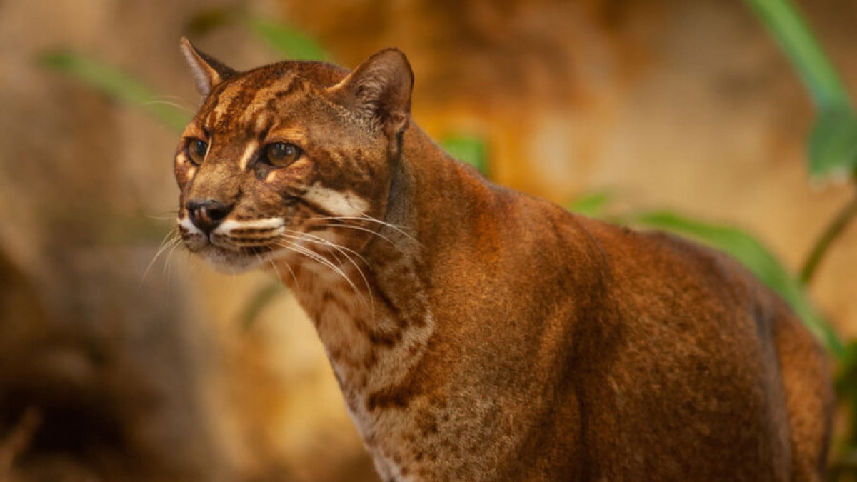 Kucing emas sumatra [Scott Robinson/Flickr]