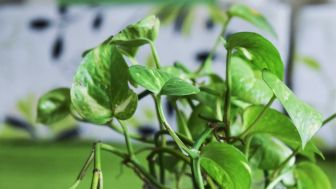 Manfaat Rebusan Daun Sirih Untuk Kesehatan