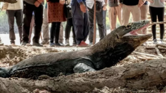 Harga Tiket Pulau Komodo Naik, Sandiaga Uni Tawarkan Pulau Rinca yang Tak Kalah Bagus