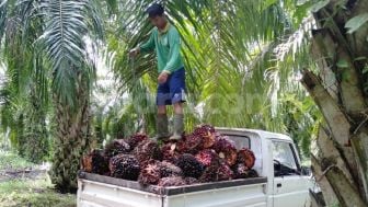 Biaya Panen Mahal, Petani Enggan Memanen Sawit Mereka