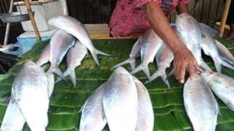 Ikan Bandeng Beserta Manfaatnya Untuk MPASI