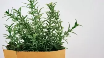 Daun Rosemary dan Manfaatnya untuk Kesehatan