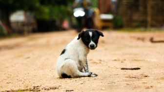 5 Bahaya Makan Daging Anjing untuk Kesehatan yang Perlu Kamu Tahu