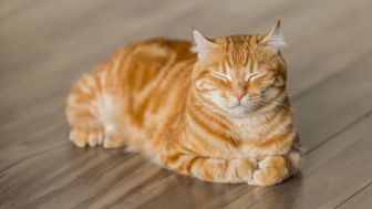 MasyaAllah, Pria Ini Belikan Rumah Kucing yang Sering Kedinginan di Masjid