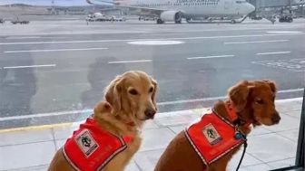 Maskapai Turkish Hadiahkan Kursi First Class Pada Anjing Penyelamat Korban Gempa Turki