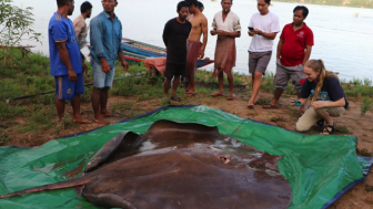 Heboh Ikan Pari Purba Raksasa yang Masih Hidup di Sungai-Sungai Indonesia Hingga Kini