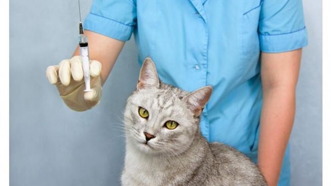 Ciri-Ciri Dan Cara Cegah Rabies Pada Kucing