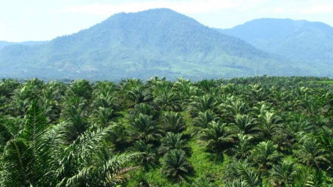 Tegas! Ditipu, Jokowi Cabut 16 Izin Perkebunan Sawit