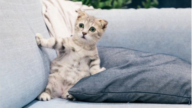 Cara Kucing Menyampaikan Terima Kasih