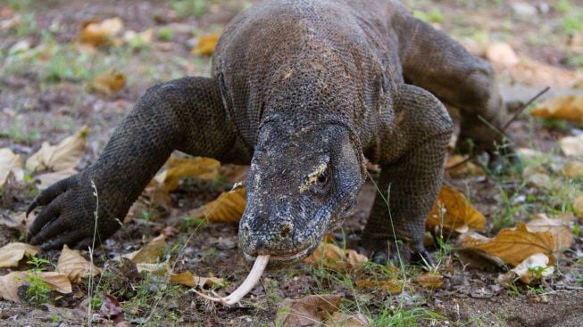 Masih Normal Sampai 31 Desember 2022, Kenaikan Tiket TN Komodo Ditunda