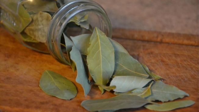 Ternyata Daun yang Sering Digunakan Untuk Memasak, Punya Efek Samping!