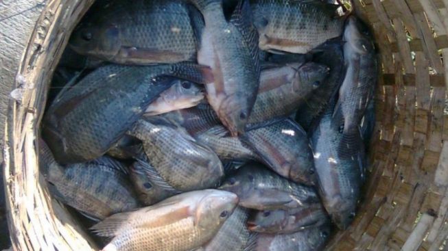 Benarkah Ikan Mujair Bisa Memicu Kanker?