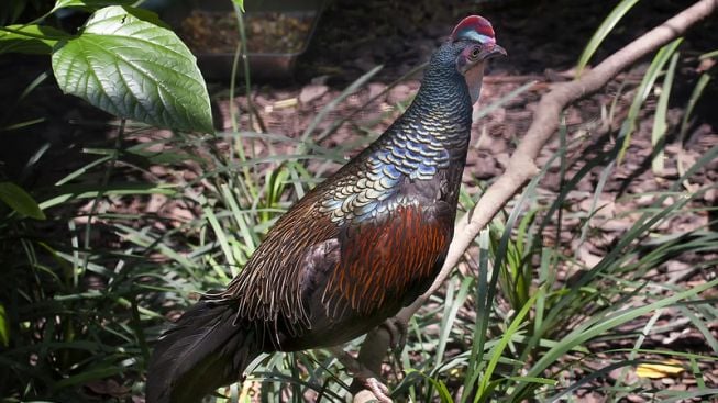 Cucak Ijo, Keindahan Ayam Hutan Endemik Indonesia yang Terancam Punah