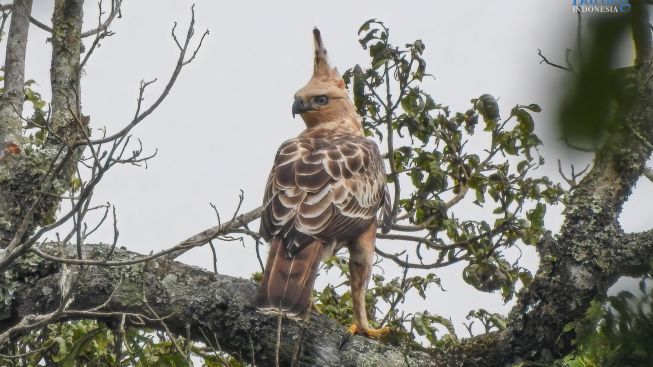 Geger Soal Kerusakan Lingkungan di Ranca Upas! Yuk, Kenali dan Jaga Ragam Jenis Burung Endemik di Kawasan Tersebut