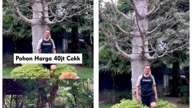 Pohon Mahal Milik Rafael Alun Trisambodo, Harganya Bisa Beli Motor