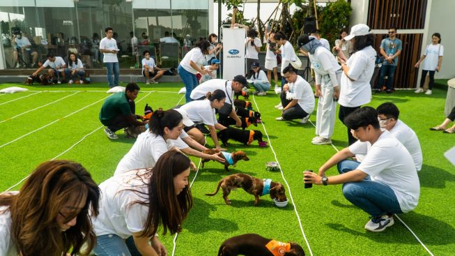 57 Anjing Daschund Berpartisipasi di Ajang Subaru Loves Pet