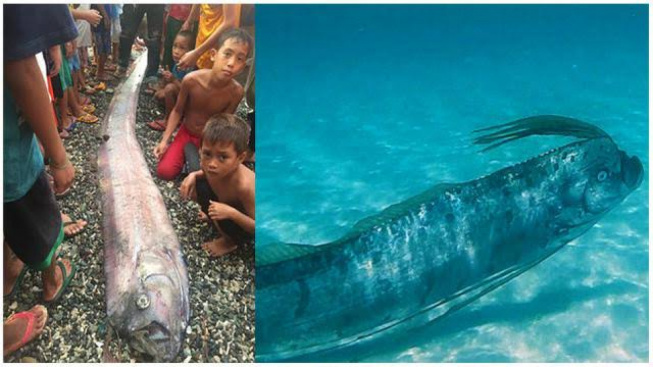 Mitos Kemunculan Ikan Oarfish yang Dikaitkan Dengan Bencana