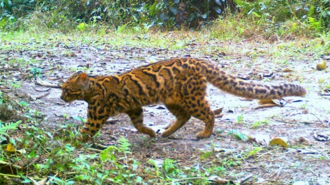 Udah Tau Belum? Ini 3 Kucing Eksotis Asli Indonesia