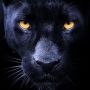 Deretan Tanda Manusia dengan Khodam Harimau Kumbang