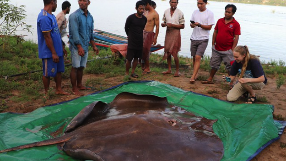 Heboh Ikan Pari Purba Raksasa Yang Masih Hidup Di Sungai Sungai