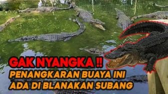 Video: Menengok Wisata Edukasi Penangkaran Buaya di Blanakan Subang