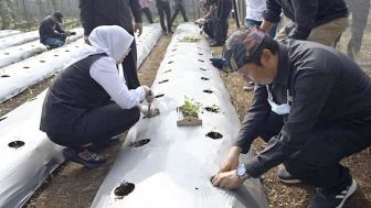 Bupati Purwakarta Tanam Cabai di Pekarangan Warga Desa Pangkalan