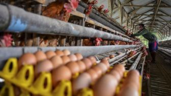 Peternak Ayam Karawang Sebut Kenaikan Harga Telur Tak Membuat Untung Berlipat, Rupanya Ini Penyebabnya