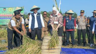 Bupati Purwakarta Ikuti Panen Raya Padi di Sawah Desa Cirende