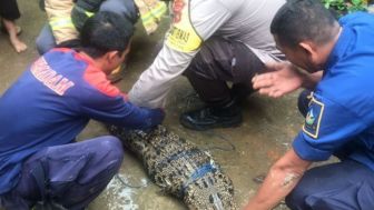Dramatis, Aksi Damkar Subang Evakuasi Buaya Besar di Kolam Ikan Warga