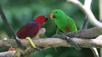 Sebelum Mulai Budidaya Burung Nuri, Perhatikan Dulu Ini, Bisa Jadi Peluang Usaha