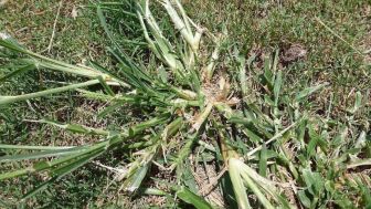 Wow! Ternyata Ini Manfaat Rumput Belulang Bagi Kesehatan Tubuh