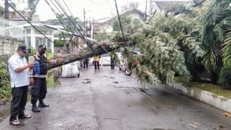 Rawan Tumbang, Pengendara Kendaraan Diimbau Menghindari Parkir di Bawah Pohon