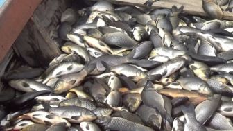 Jutaan Ikan di Waduk Jatiluhur Purwakarta Mati Mendadak, Diduga Karena Ini