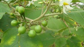 5 Manfaat Buah Takokak Untuk Pria, Ada yang Tahu?