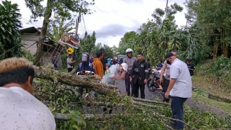 Pohon Tumbang Timpa Seorang Pengendara di Purwakarta