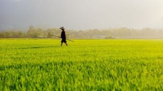 Akibat Banjir, 30 Hektare Sawah di Pantura Subang Puso