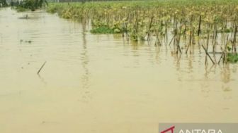 Ribuan Hektar Sawah Karawang Terendam Banjir, Menteri SYL Ngaku Siap Bantu Petani