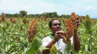 Dukung Kebijakan Jokowi, Anne Ratna Mustika Akan Kembangkan Pertanian Sorgum di Purwakarta