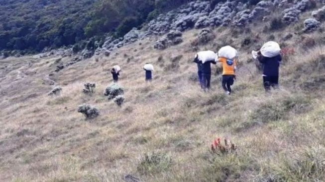 Hampir Setengah Ton Sampah Berserakan di Gunung Gede Pangrango, Ditemukan Banyak Celana Dalam