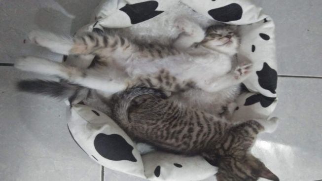 Ingin Kucing Peliharaan Kalian Cepat Jinak? Lakukan Cara Ini