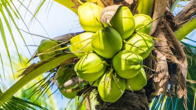 Puluhan Warga Maniis Purwakarta Keracunan Usai Minum Es Kelapa Saat Buka Puasa