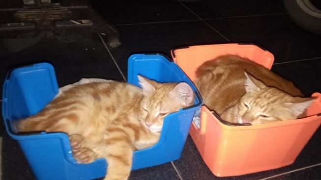 Arti Mimpi Dikejar Kucing, Pertanda Apa?