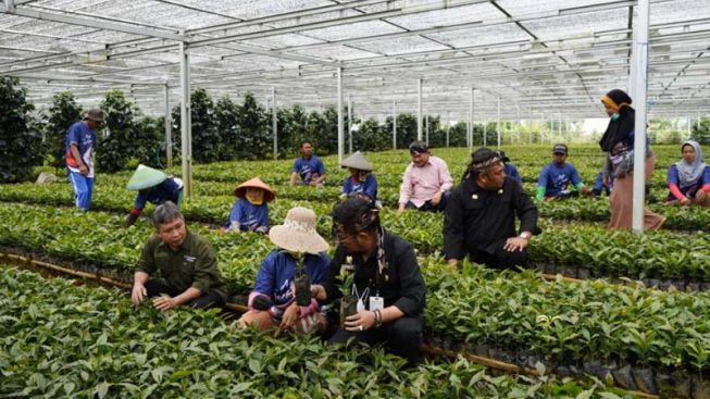 Mentan RI Kunjungi Tempat Pembibitan Tanaman Kopi di Garut