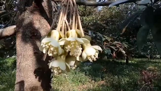 Ternyata Ini Penyebab Bunga Durian Rontok dari Pohonnya