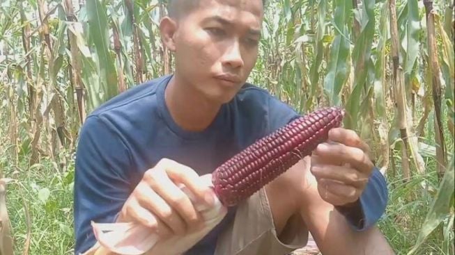 Wow! Inilah Tiga Manfaat Jagung Ungu Bagi Kesehatan Tubuh