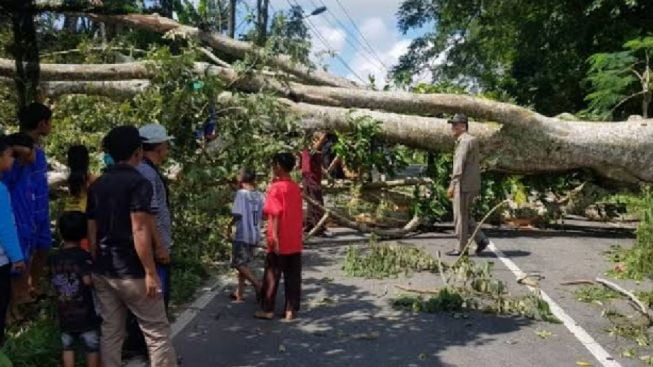 Cuaca Ekstrem Akibatkan Pohon Tumbang di Klari Karawang, Lalu Lintas Sempat Tersendat